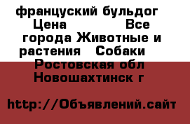 француский бульдог › Цена ­ 40 000 - Все города Животные и растения » Собаки   . Ростовская обл.,Новошахтинск г.